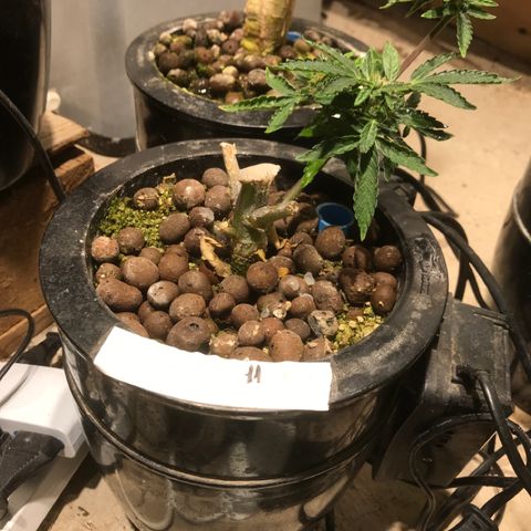 Fuego growlog timeline photo