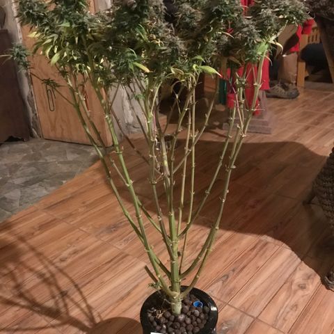Limona growlog timeline photo