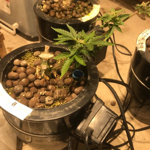 Fuego growlog timeline photo