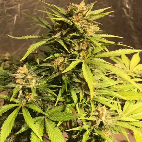 Fuego growlog timeline photo