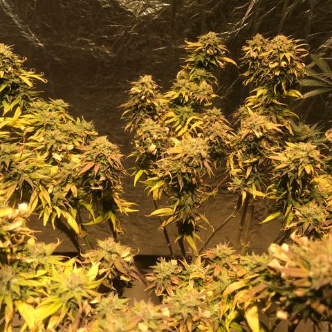 Limona growlog timeline photo