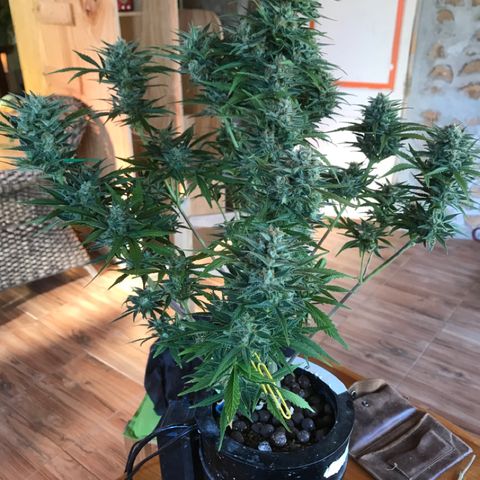 Fuego growlog timeline photo