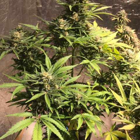 Fuego growlog timeline photo