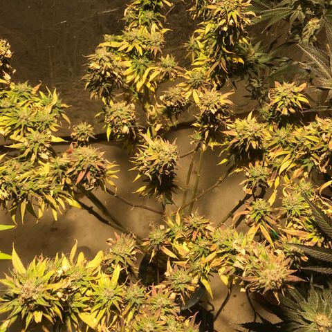 Limona growlog timeline photo