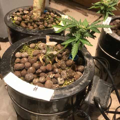 Fuego growlog timeline photo