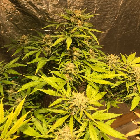 Fuego growlog timeline photo
