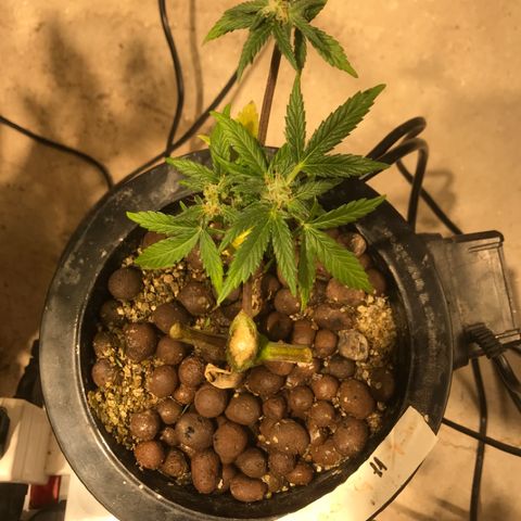 Fuego growlog timeline photo