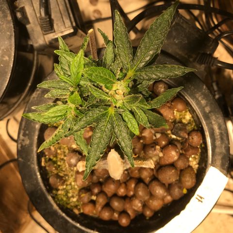 Fuego growlog timeline photo