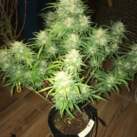 Fuego growlog timeline photo