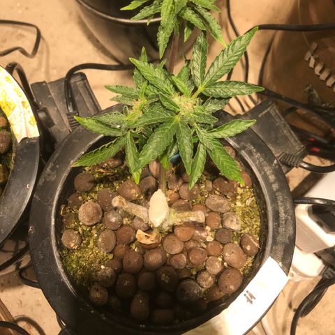 Fuego growlog timeline photo