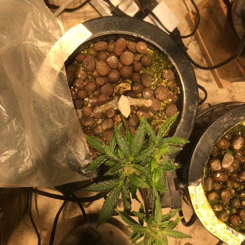 Fuego growlog timeline photo