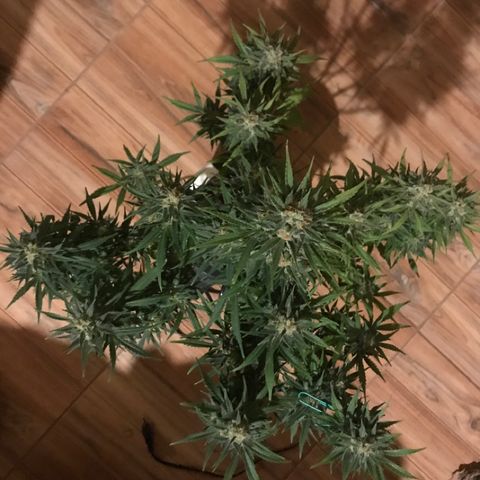 Fuego growlog timeline photo