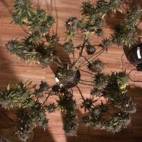 Limona growlog timeline photo