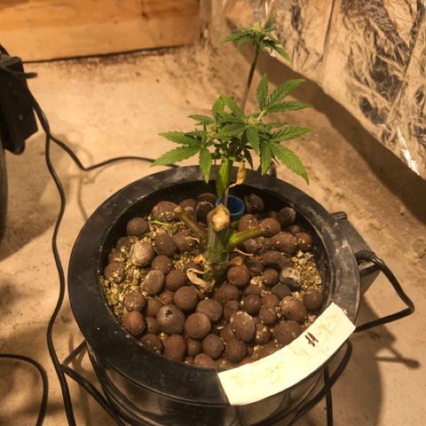 Fuego growlog timeline photo