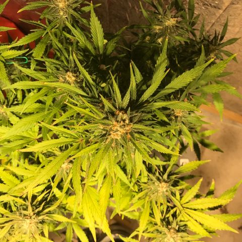 Fuego growlog timeline photo