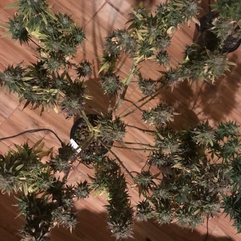 Limona growlog timeline photo