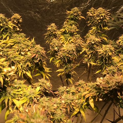 Limona growlog timeline photo