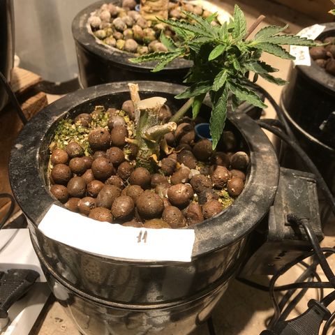 Fuego growlog timeline photo