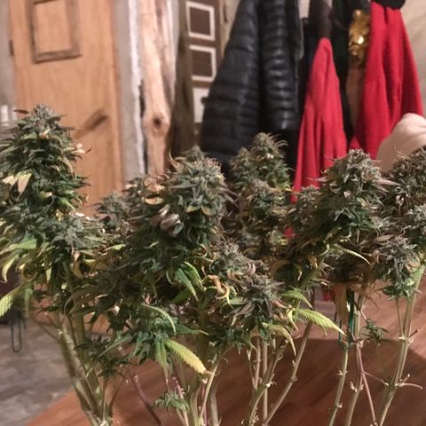 Limona growlog timeline photo