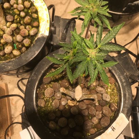 Fuego growlog timeline photo