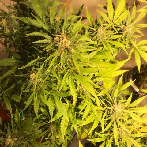 Fuego growlog timeline photo