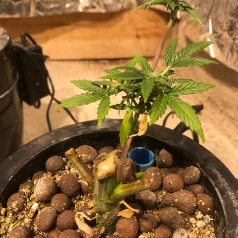 Fuego growlog timeline photo
