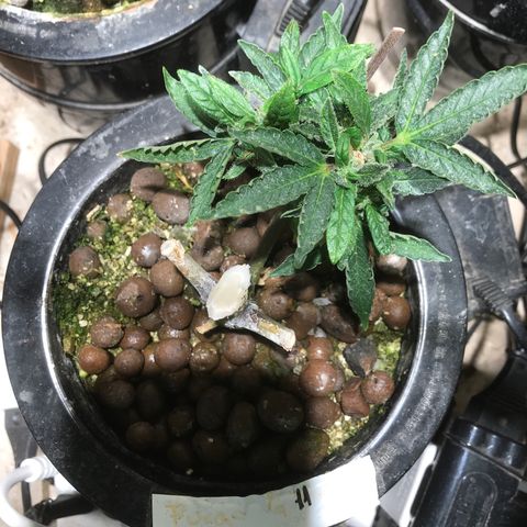Fuego growlog timeline photo