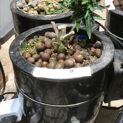 Fuego growlog timeline photo