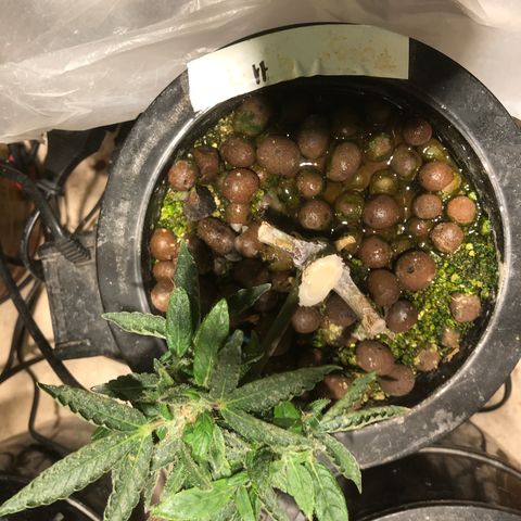 Fuego growlog timeline photo