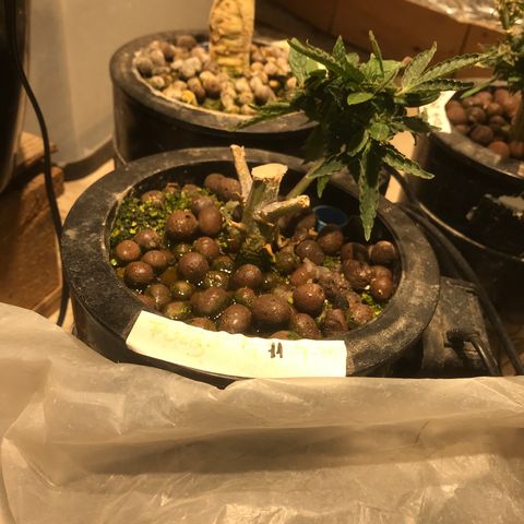 Fuego growlog timeline photo