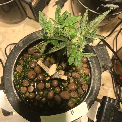 Fuego growlog timeline photo