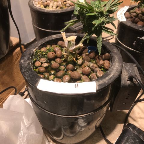 Fuego growlog timeline photo