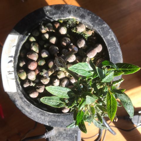 Fuego growlog timeline photo