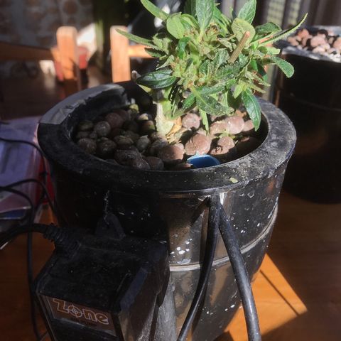Fuego growlog timeline photo
