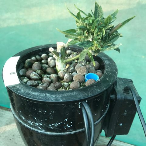Fuego growlog timeline photo