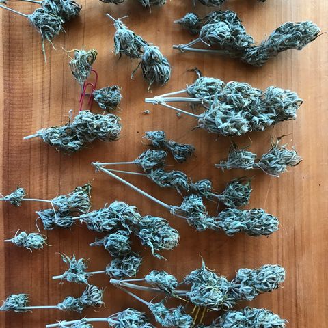 Fuego growlog timeline photo