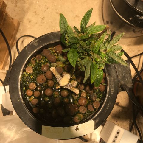 Fuego growlog timeline photo