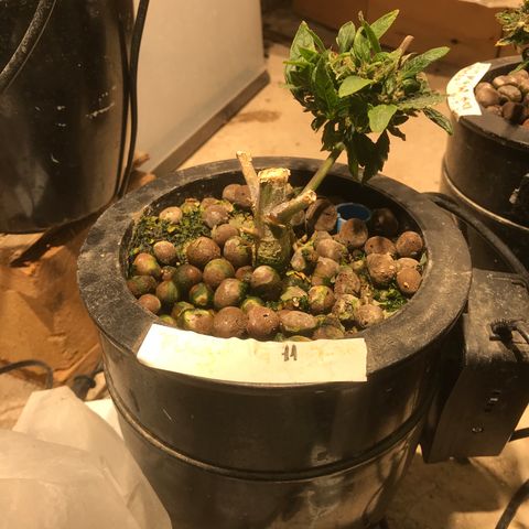 Fuego growlog timeline photo