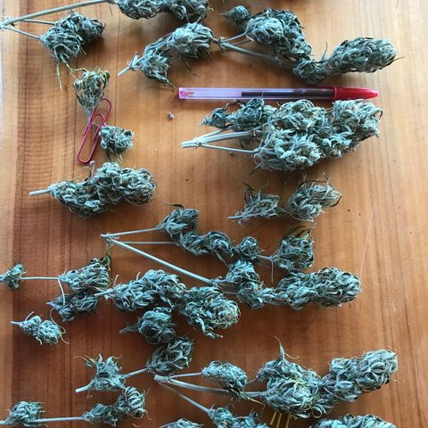 Fuego growlog timeline photo