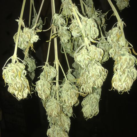 Fuego growlog timeline photo