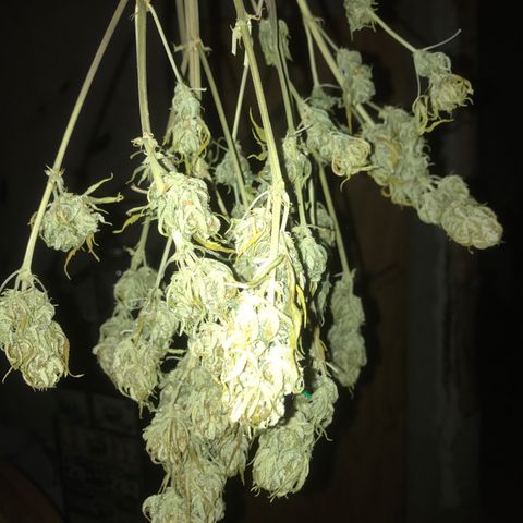 Fuego growlog timeline photo