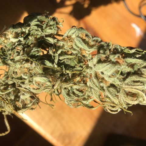 Fuego growlog timeline photo