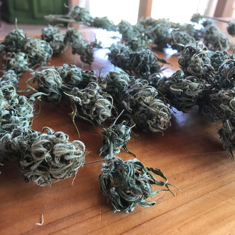 Fuego growlog timeline photo