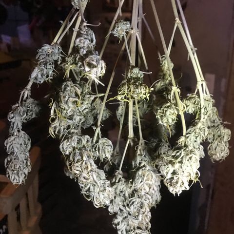 Fuego growlog timeline photo