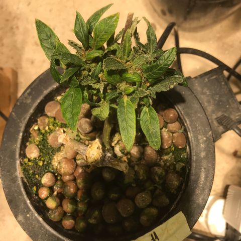 Fuego growlog timeline photo