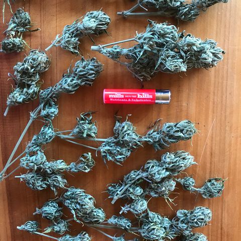 Fuego growlog timeline photo