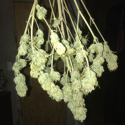 Fuego growlog timeline photo