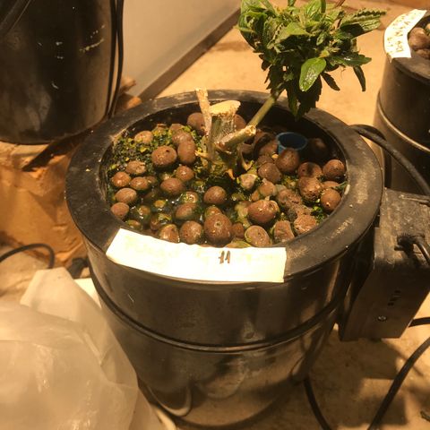 Fuego growlog timeline photo