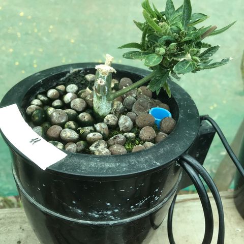 Fuego growlog timeline photo