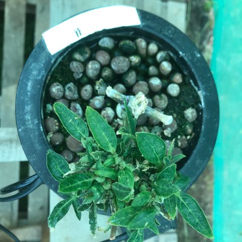 Fuego growlog timeline photo